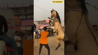 Pushkar mele me kathiyawadi ghoda hua bekabu 😱😱 horse ghoda shorts [upl. by Rukna124]