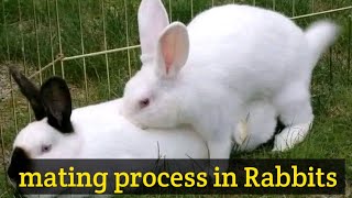 HOW TO SUCCESSFULLY MATE RABBITS [upl. by Husain]