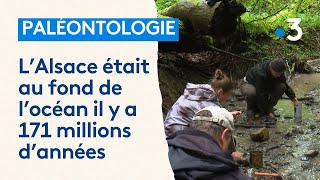 Ils recensent les mollusques et coquillages qui vivaient ici il y a 171 millions dannées [upl. by Ybreh]