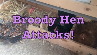 Broody Hen Attacks [upl. by Hniv595]