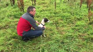 Gundog Training a Springer Spaniel Puppy on Retrieves [upl. by Atiuqel135]