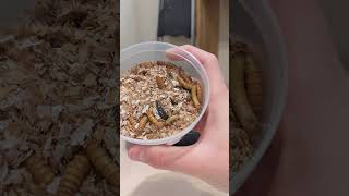 Setting Up a Mealworm Farm [upl. by Haras]