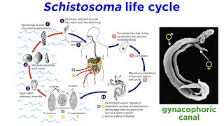 Phylum Platyhelminthes Part 3 Parasitic Trematodes and Monogeneans [upl. by Oirottiv]