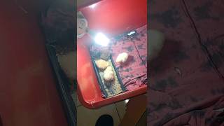 Easy Simple Chicks brooder chicken birds [upl. by Adlog400]