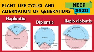 Alternation of generation in Plants NEET 2020  Haplontic Diplontic amp Haplo Diplontic Life Cycle [upl. by Boorman]