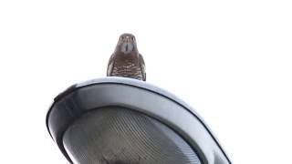 Greyfaced Buzzerd call Butastur indicus HD youtube stabilizer test [upl. by Selry]