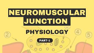 Neuromuscular Junction Physiology [upl. by Solahcin]