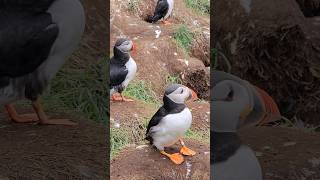 Puffins Iceland puffins puffin birds dance iceland lundi birdslover travel shortvideo [upl. by Olvan80]