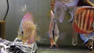 Acclimating New Fish to a Discus tank [upl. by Petigny]