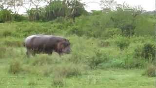 Hippo running into the pond Serengeti National Park [upl. by Ettenad]