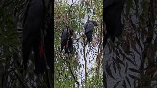 The RedTailed Black Cockatoo Australia [upl. by Erich724]