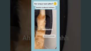 kedi türkçe konușuyor oynat bakalım keşfet keşfetbeniöneçıkar viralshort fypシ゚viral kartanesi [upl. by Ysor399]