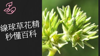 巴赫花精秒懂百科 28 線球草花精 Scleranthus [upl. by Amitie]