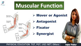 Muscular Function  Group Action of Muscle  Agonist Antagonist Fixator Synergist [upl. by Seaddon789]