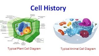 Cell History old version [upl. by Auqinet]