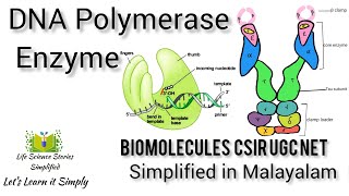 DNA Polymerase Enzyme  Distinguish RNA amp DNA  csirlifescience netlifesciencebook [upl. by Jeddy539]