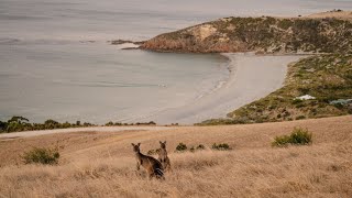 Experience Kangaroo Island Unfiltered [upl. by Nnire]