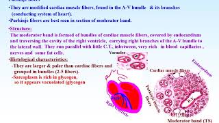 2 Cardiac muscle [upl. by Aurelie]