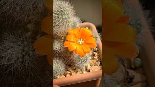 Rebutia muscula rebutia cactos plantas [upl. by Enaamuj]