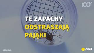 Te rzeczy ostraszą pająki w Twojm mieszkaniu  Onet100 [upl. by Goto]