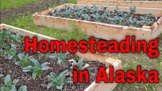 Homesteading in Alaska ♥ Homesteading Alaska [upl. by Nunci69]