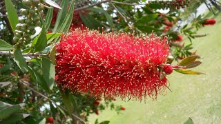 Bottle brush cutting propagation  Callistemon propagation from cutting shorts youtubeshorts [upl. by Ahsenroc]