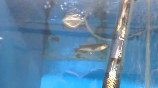 Jardini Arowana Fry For Sale [upl. by Kotick]