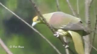 Whistling Green Pigeon Treron formosae [upl. by Brion]