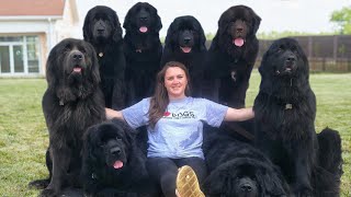 10 Questions with a Newfoundland Dog Owner [upl. by Ollopa]