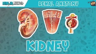 Renal  Kidney Anatomy Model [upl. by Hedgcock11]