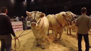 Le concours National Adultes 2019 à la Fête du Charolais les 28 et 29 septembre à Roanne [upl. by Corry]