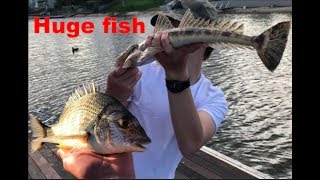 Fishing FLATHEAD amp BREAM amp Channel QnA [upl. by Lawton]