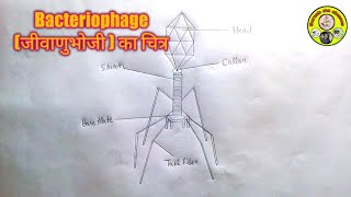 biology diagram how to draw bacteriophage structure [upl. by Cheryl786]