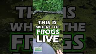 Frogs Live Here [upl. by Aicened]