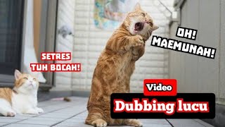 Lagu ANAK KUCING  Kucing Meong Meong  Kbeeb laguanak kucing [upl. by Schwitzer]