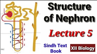 Structure of Nephron Lecture 5 [upl. by Robby]