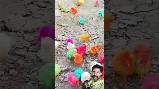 Pakistan poultry farming popular video poultrybirds poultry chicken poultryfarming ajaz [upl. by Eilraep]