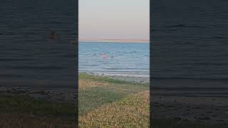 Al Nakheel beach swimming spot fanateer travel saudiarabia shorts [upl. by Lomax]