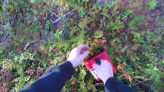 Picking Wild Blueberries In Finland 2018 [upl. by Somerset]