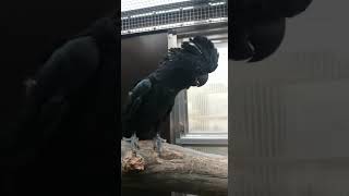 Calyptorhynchus Banksii Banksii Magnificus Cockatoo… [upl. by Ayatnohs]