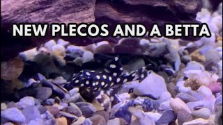 New Plecos and a betta too  30 Gallon Community Aquarium [upl. by Yesnyl]