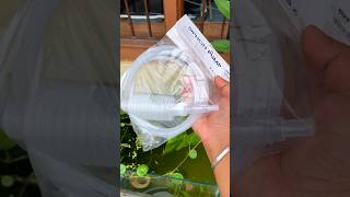 Aquarium Siphon Pump just at Rs 8090 😳👌🥰🤗 fish siphon siphonpump aquariumhobby shorts [upl. by Ymmor]