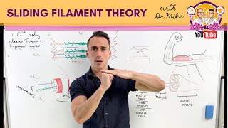 Sliding Filament Theory  Muscle Contraction [upl. by Nauqet]