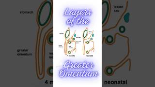 What are the layers of greater omentum Formation of greater omentum shorts peritonealfolds [upl. by Eedak]