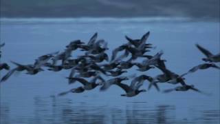 Barnacle geese in flight over the sea at dusk Scotland UK [upl. by Anekam]