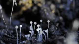 Sporulating Soil Fungi time lapse [upl. by Ahso]