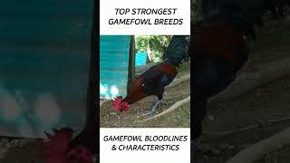 Top Gamefowl of the year 2024 short gamefowl rooster [upl. by Ramsdell123]