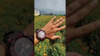 floriculture agriculture indianagriculture farming flowers [upl. by Anitsyrhc]