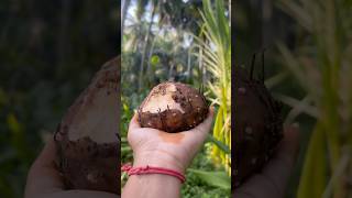 Karthikamasam lo kandha Baga thintam menu🥰explore jyothi utubeshorts garden karthikamasam [upl. by Enyluqcaj]