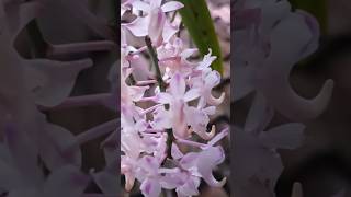 Beautiful Orchids airides odorata [upl. by Nickolaus]